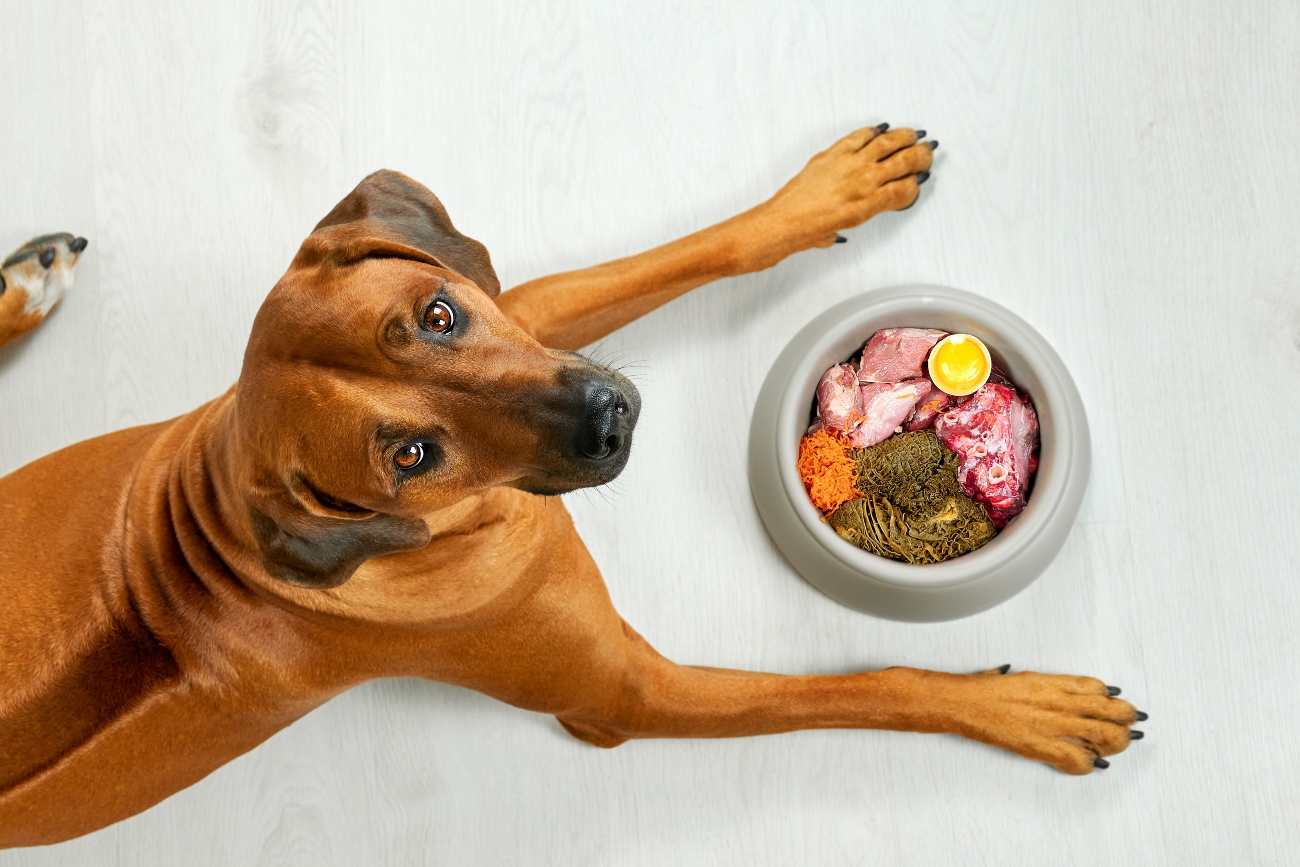 dog looking up whilst laying next to bowl