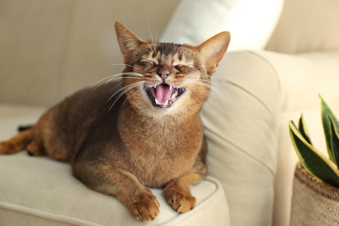 Why Is My Cat Whining?