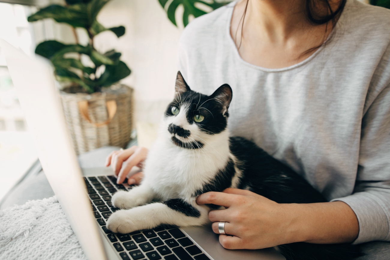 cat sitting on laptop