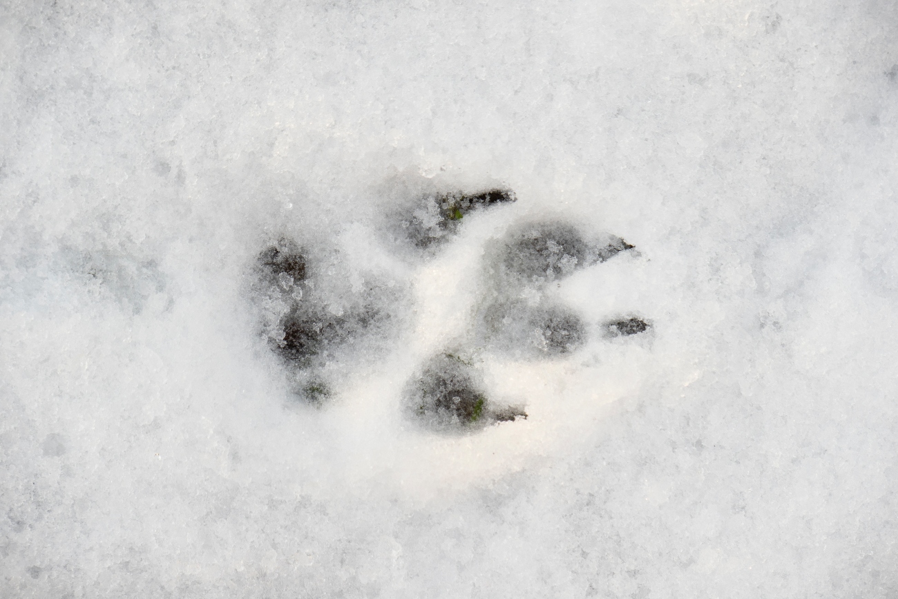 dog paw print in snow
