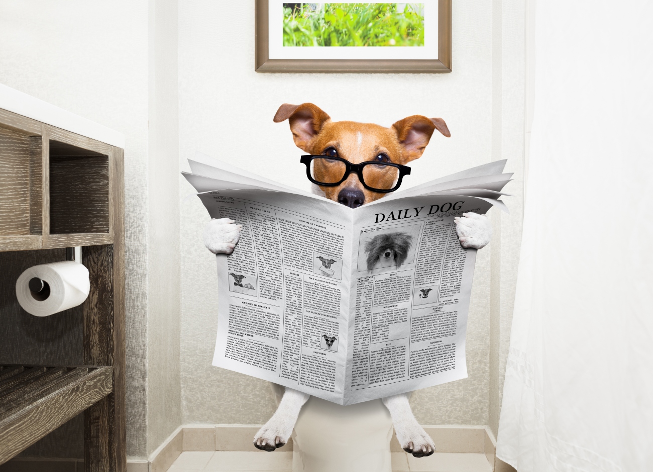 dog reading newspaper on toilet