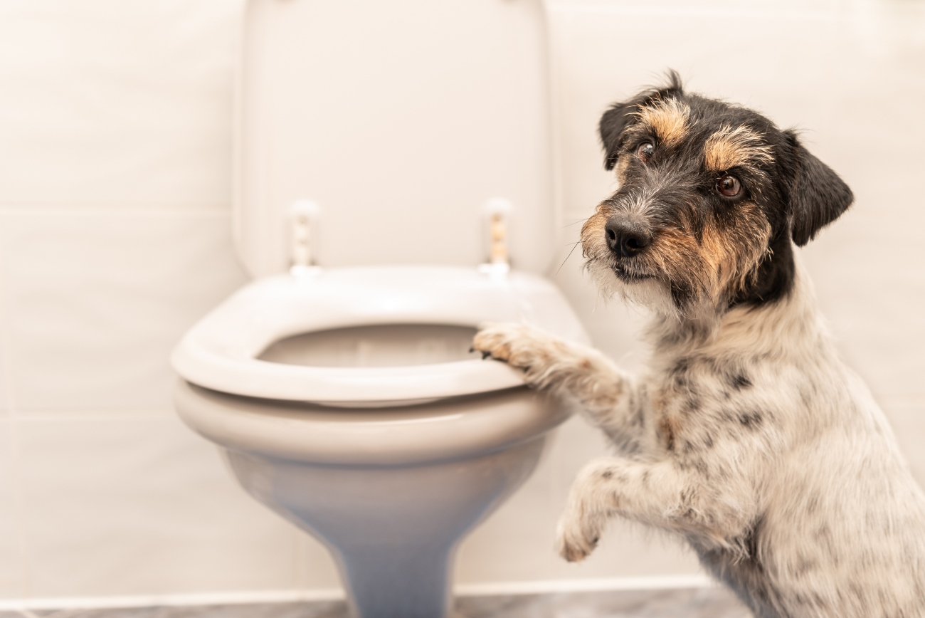 dog putting paw on toilet bowl