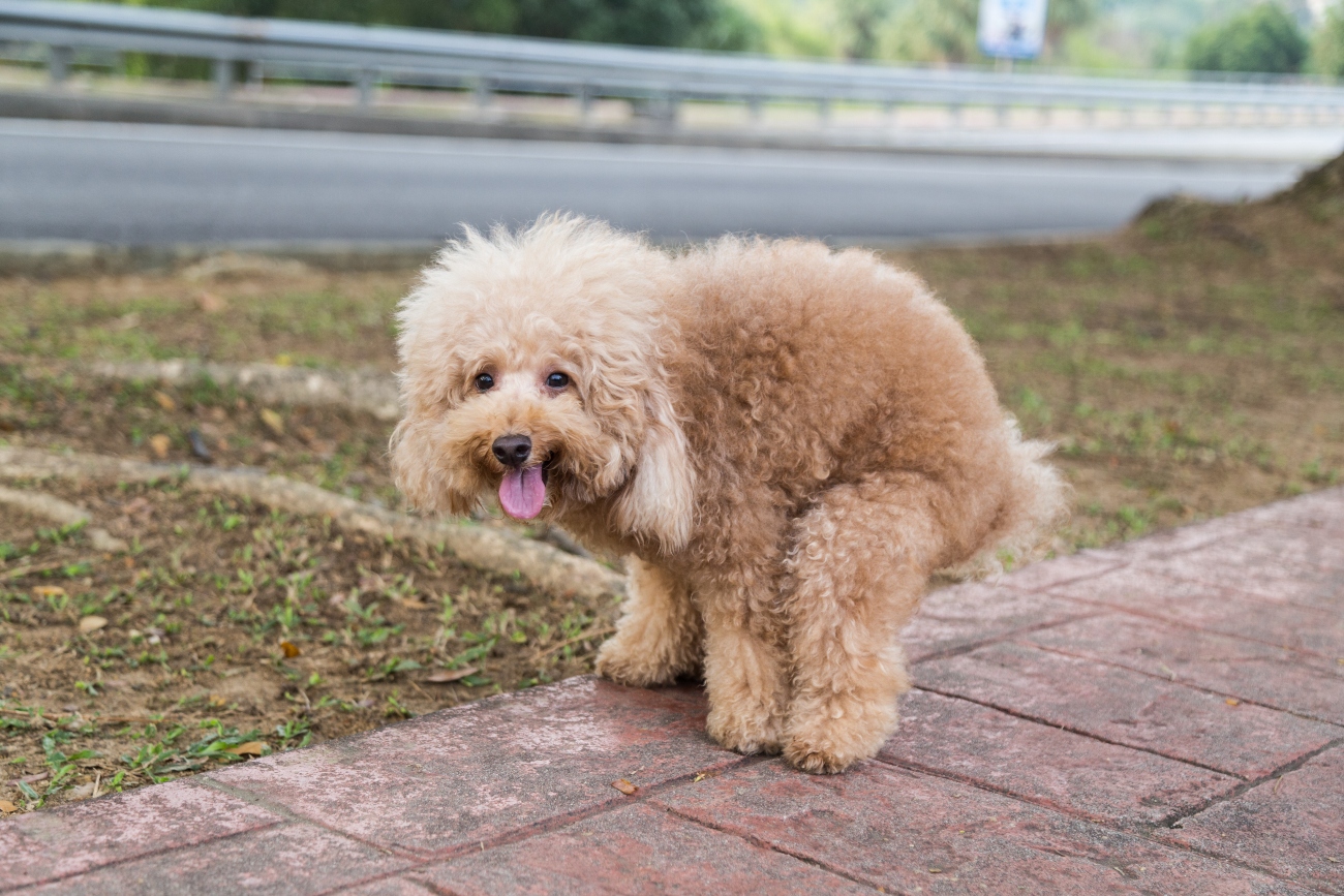 fluffy dog pooping outside