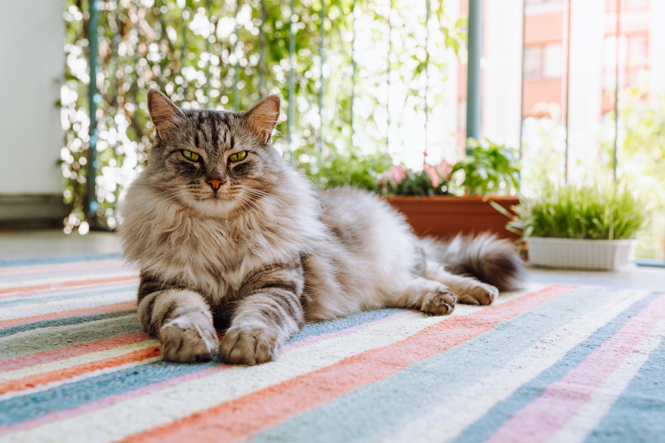 maine coon laying down