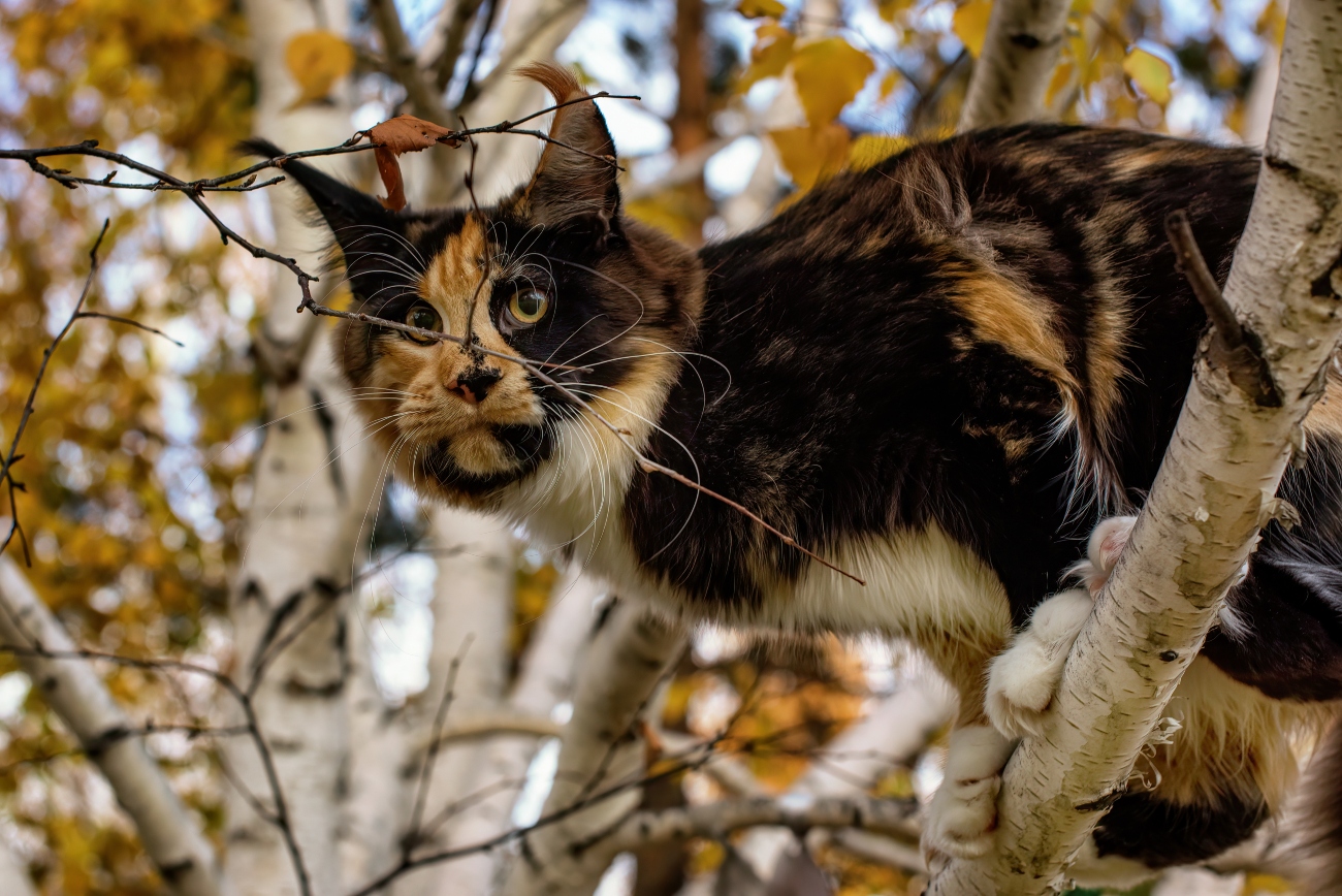 cat in a tree