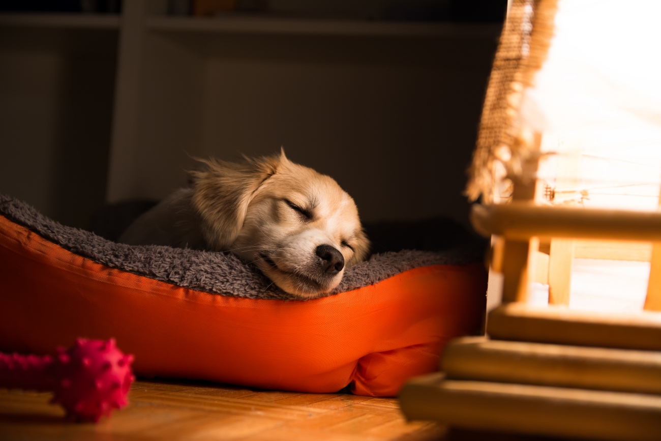 dog asleep in bed