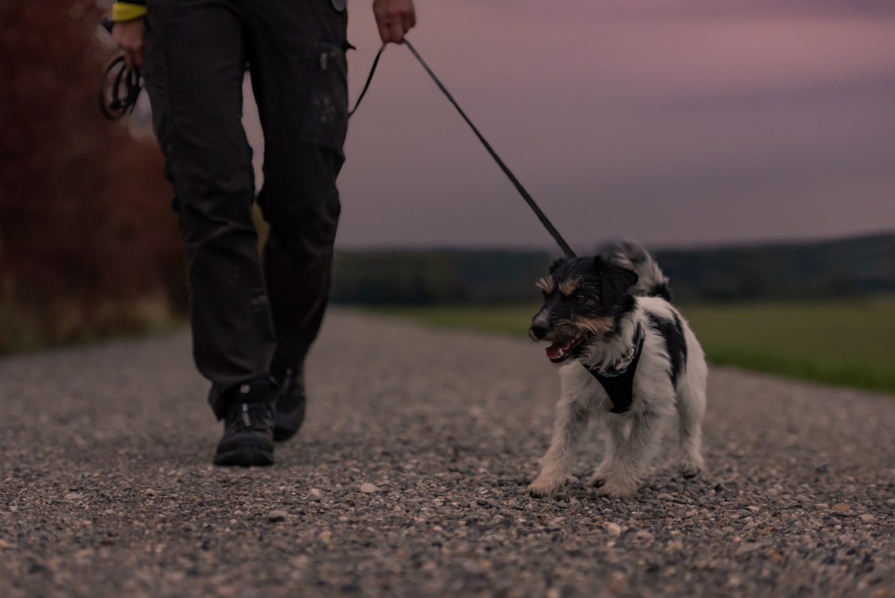 dog on a walk