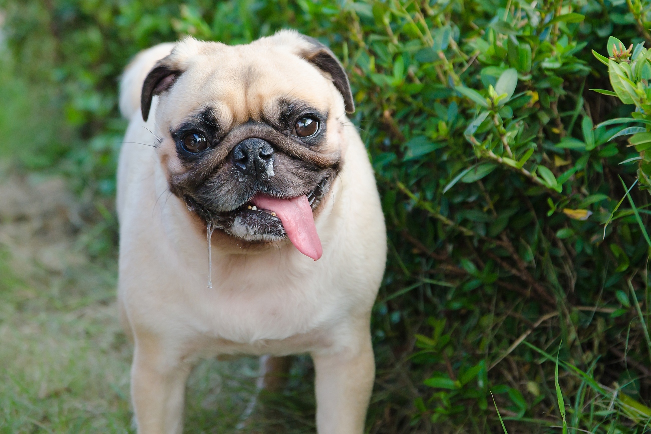 pug sticking tongue out and drooling