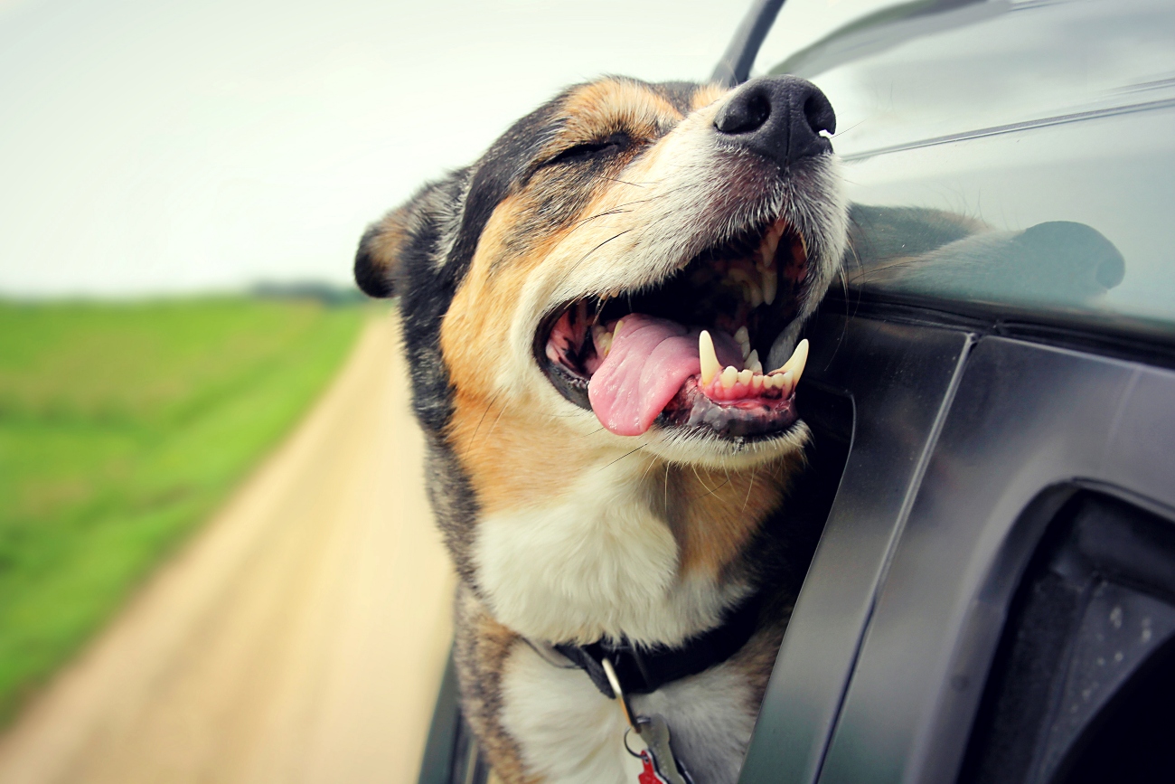 dog sticking head out of the window