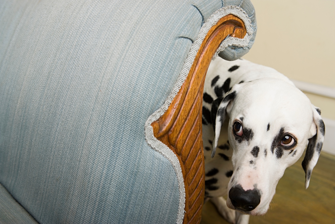 dalmatian hiding behind a sofa