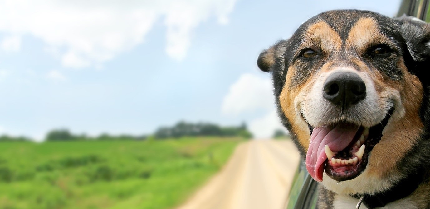 Dog with head out window 