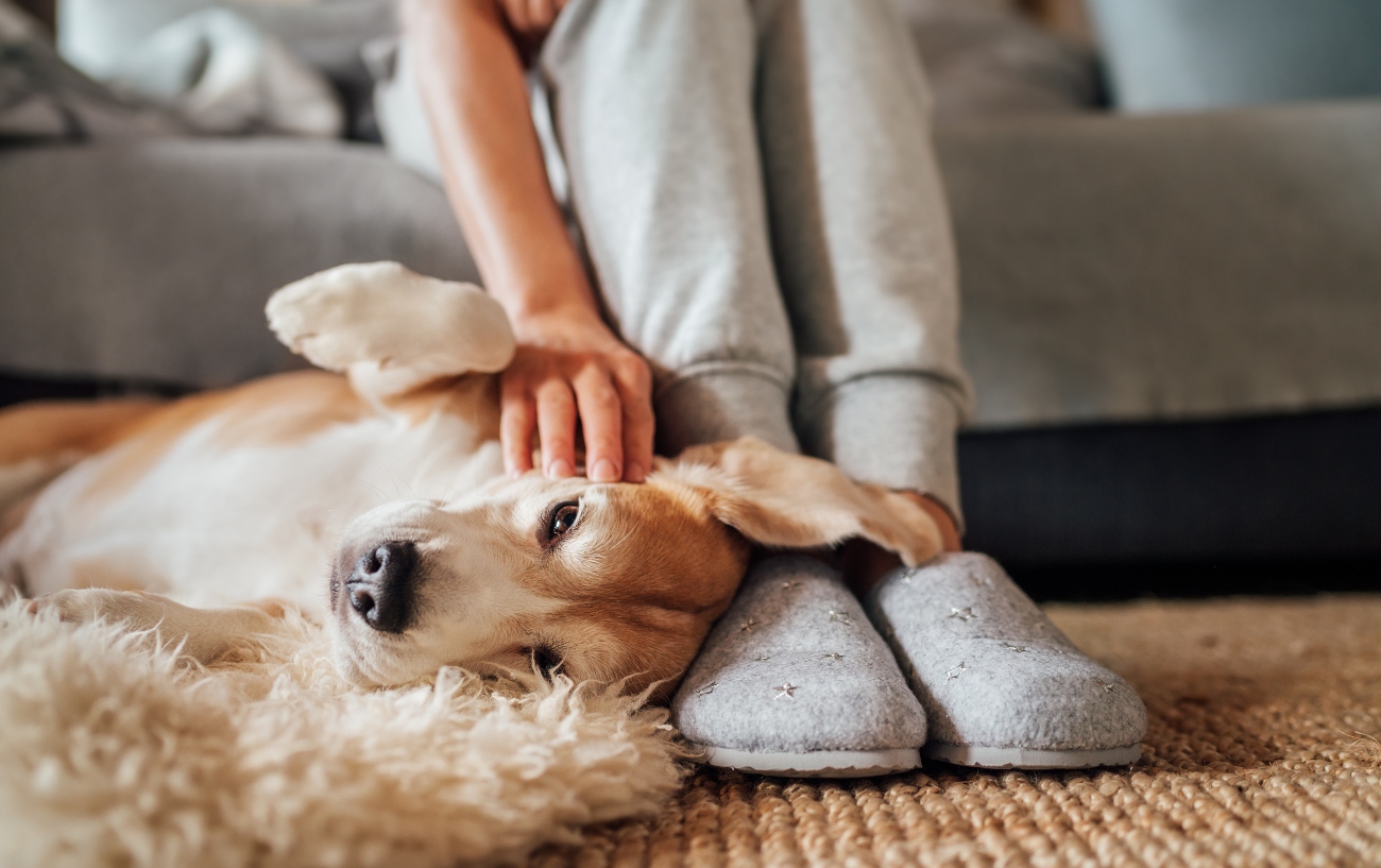 dog laying on owners feet