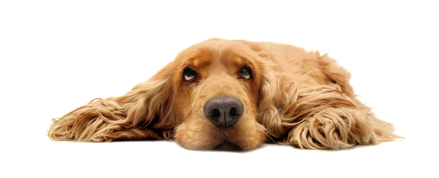 Cocker Spaniel