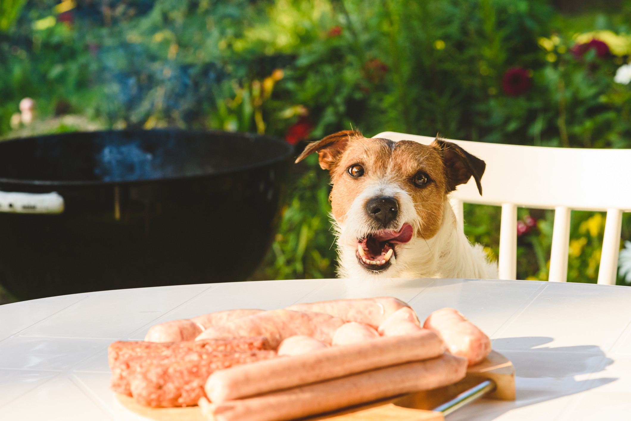 Dog at bbq