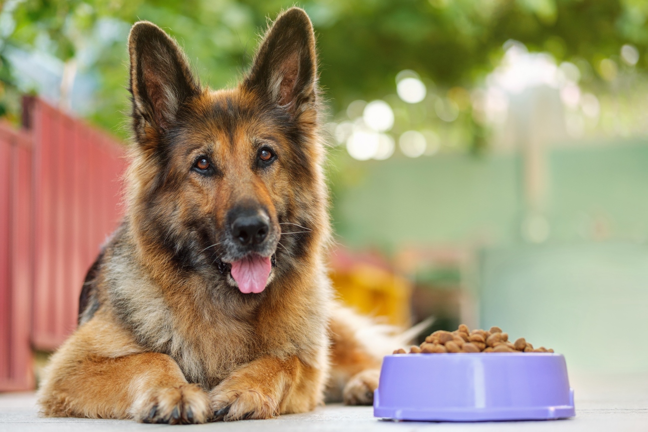 dog sitting next bowl of food