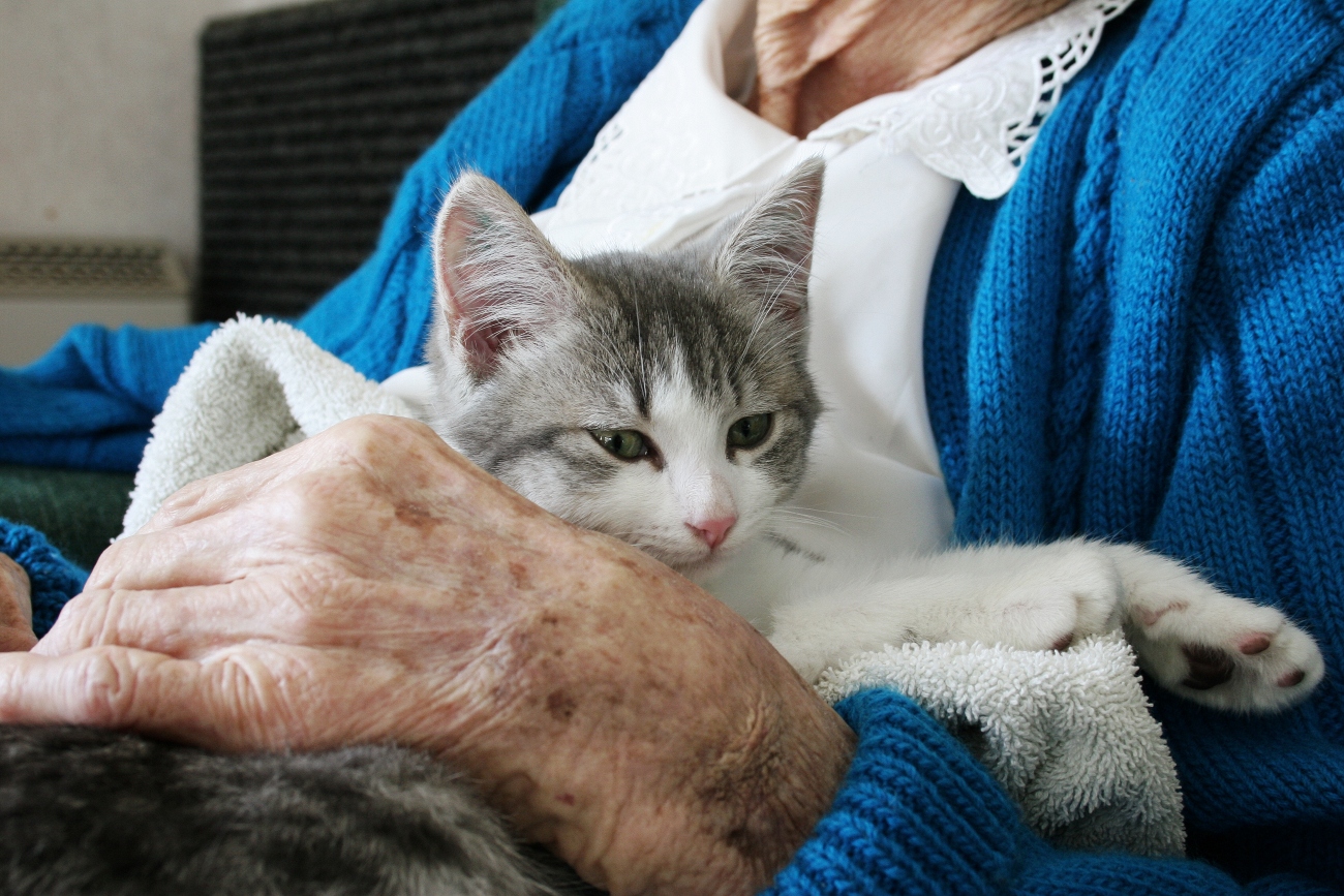 cat on elderly persons lap
