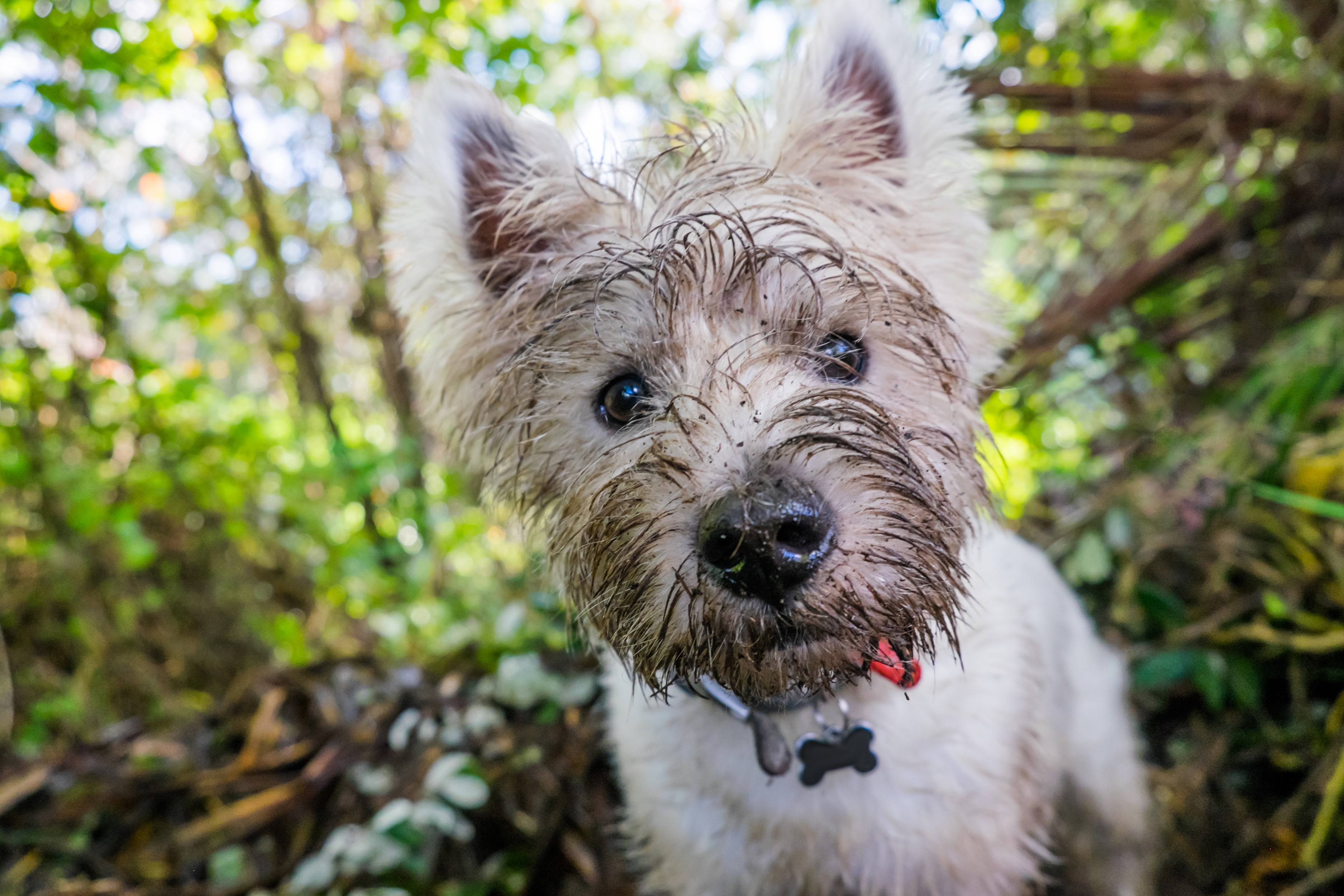 Muddy white dog