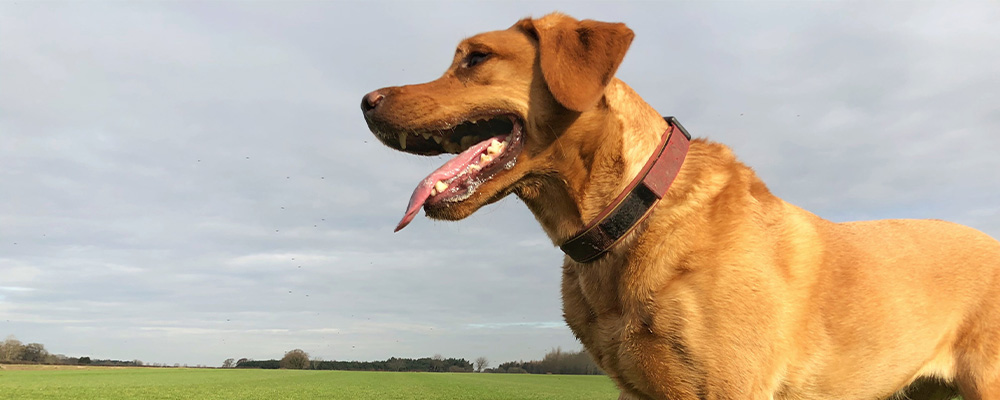 Brown dog in field