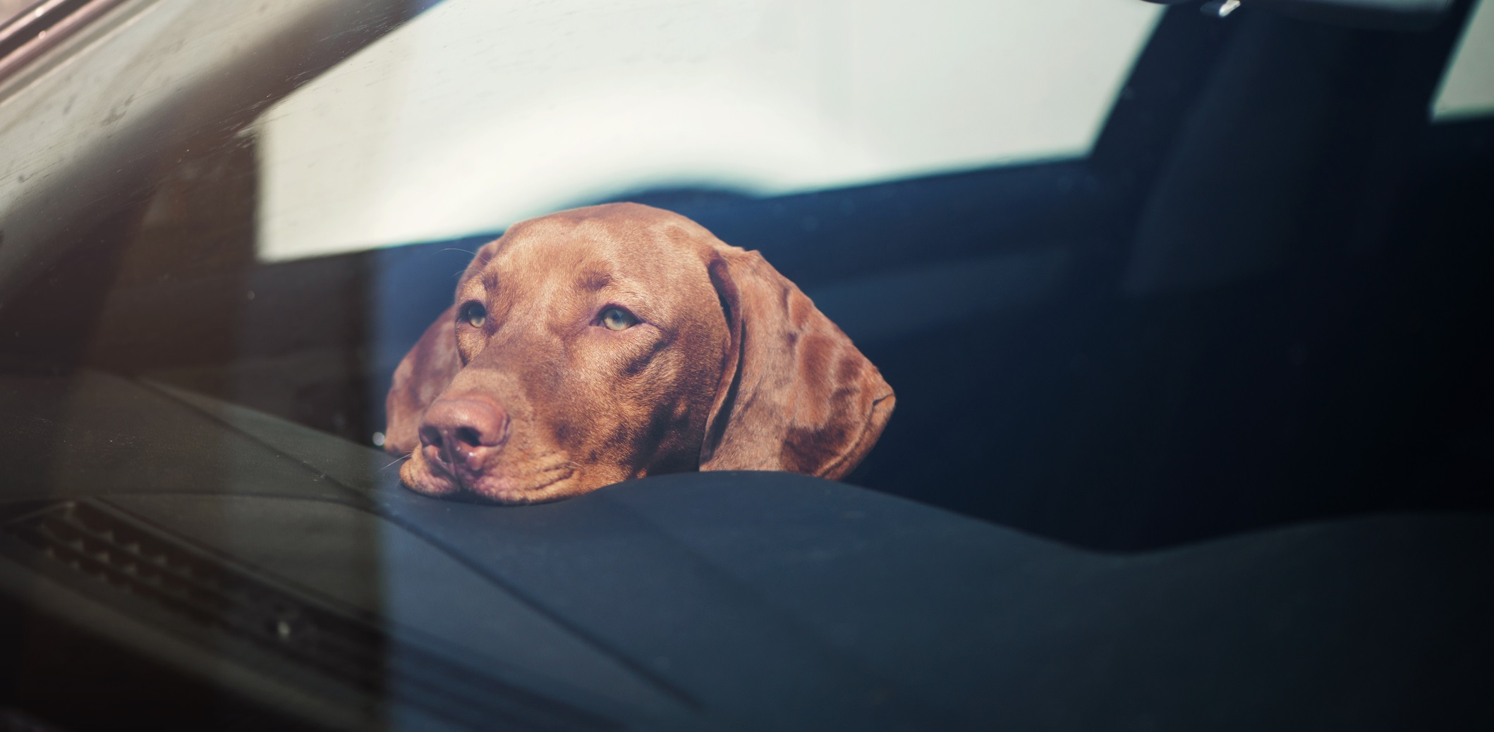 Dog in car