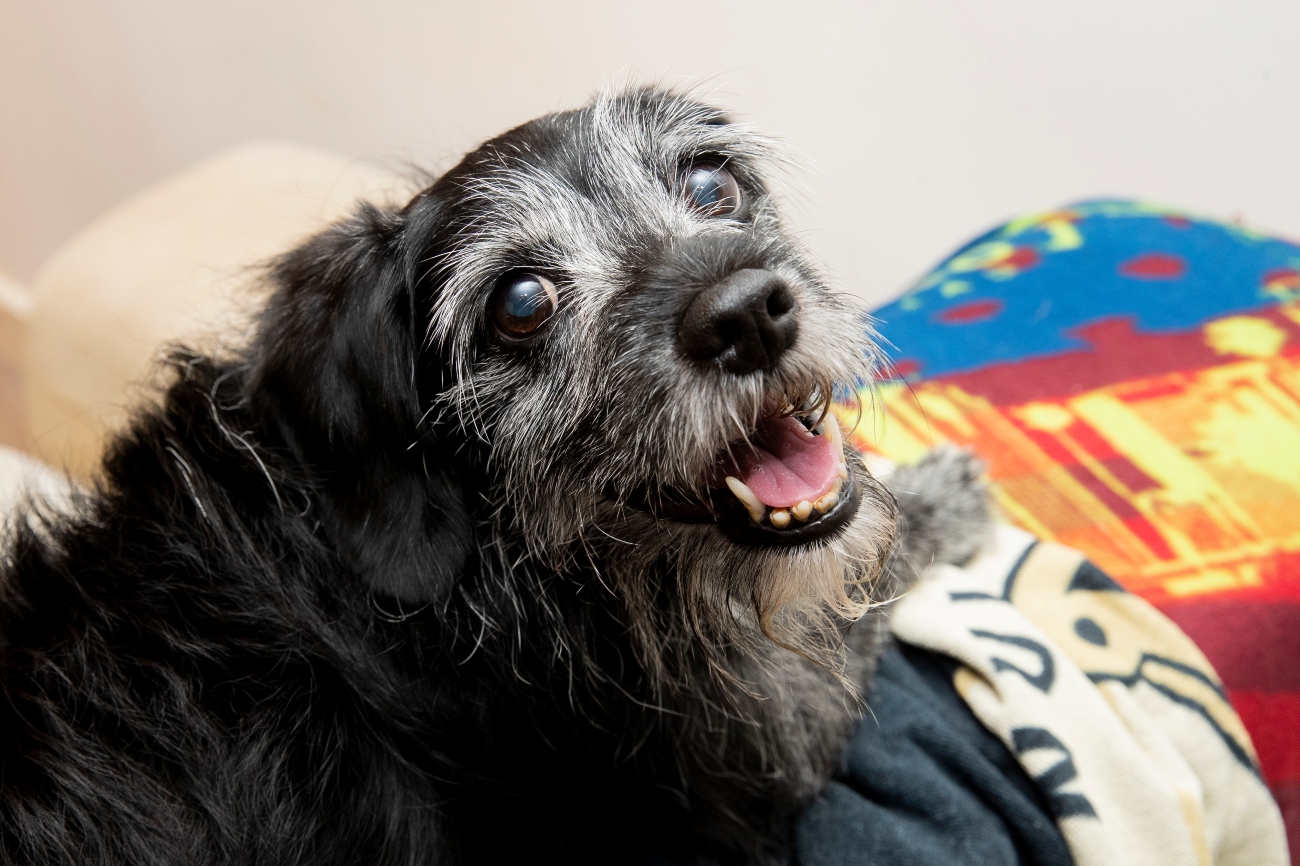 senior dog smiling