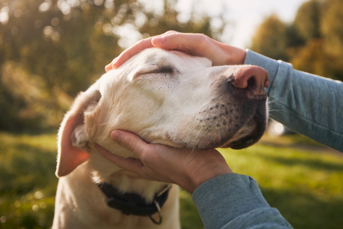 person rubbing dogs head