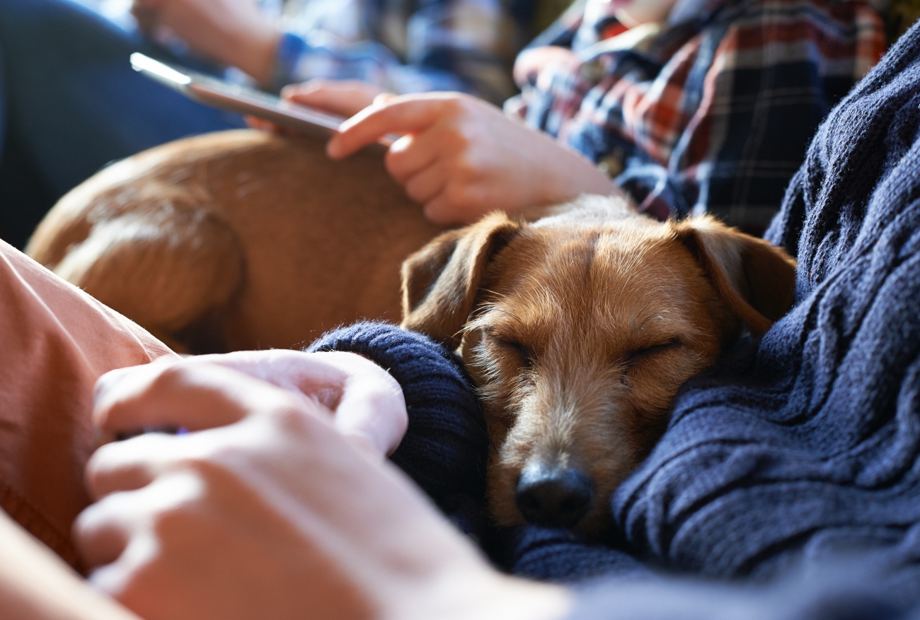 a dog sleeping on a person's body