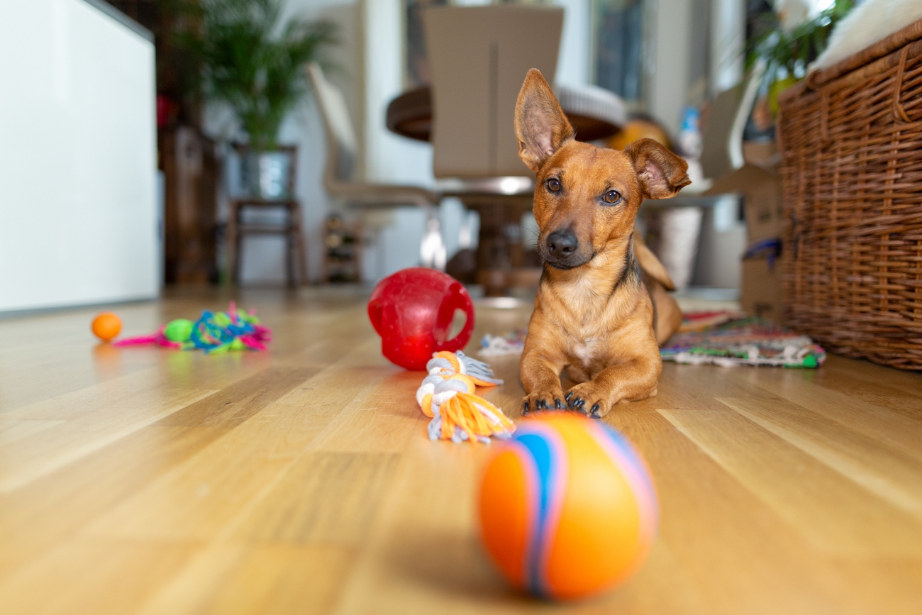 Brain Games for Dogs: Fun Ways to Build a Strong Bond with Your Dog and  Provide It with Vital Mental Stimulation