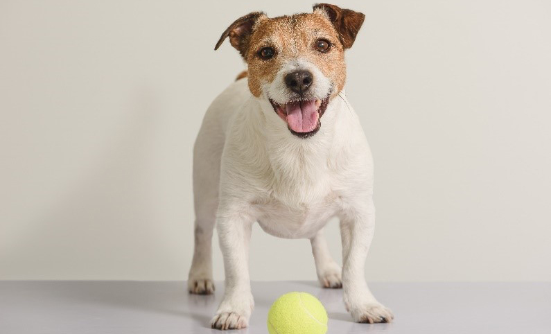 Dog playing ball